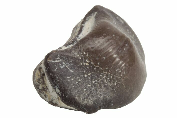 Fossil Crusher Shark (Ptychodus) Tooth - Kansas #218616